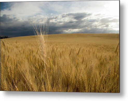 Scenics Metal Print featuring the photograph Usa, Idaho, Moscow, Wheat Field by Steve Lewis Stock