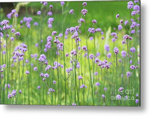 Verbena Bonariensis Metal Print featuring the photograph Verbena by Tim Gainey