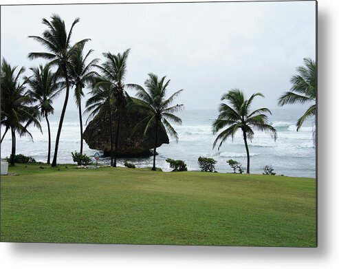 Ip_10304406 Metal Print featuring the photograph View Of Lawn And Palm Tree With Sea At Lesser Antilles, Caribbean Island, Barbados by Jalag / Iris Soltau
