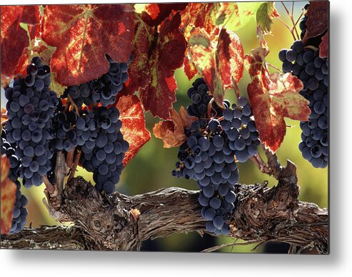Breakfast Metal Print featuring the photograph Vine Branch With Grapes, Wine Country by Peter Ginter