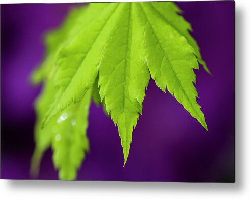 Astoria Metal Print featuring the photograph Vine Maple Leaf by Robert Potts