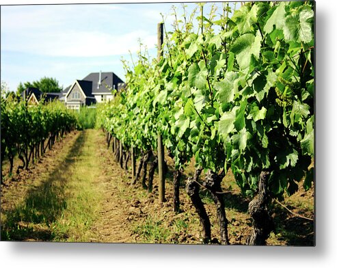 Pinot Noir Grape Metal Print featuring the photograph Vineyard With Tasting Cottage by Alteryourreality