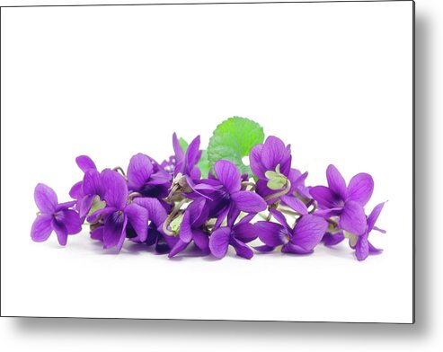 White Background Metal Print featuring the photograph Violets by Ursula Alter