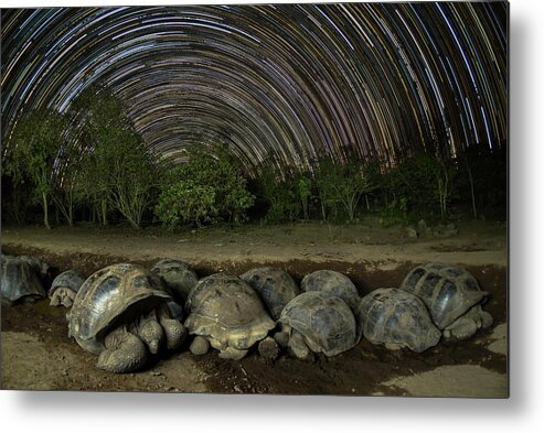 Animal Metal Print featuring the photograph Volcan Alcedo Tortoises And Star Trails by Tui De Roy