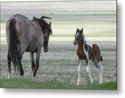 Horse Metal Print featuring the photograph Waiting For Mom by Kent Keller