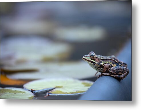 Frog Metal Print featuring the photograph Waiting For The Sun by Ellen Van Deelen