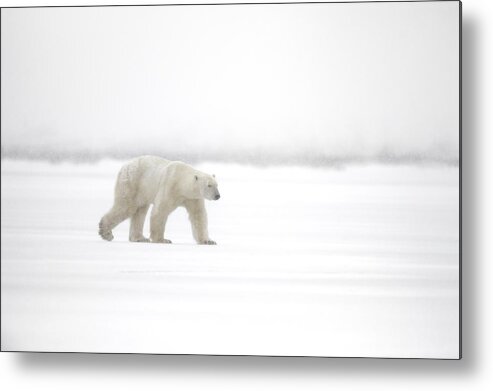 Polar-bear Metal Print featuring the photograph Walking In The Snow by Marco Pozzi