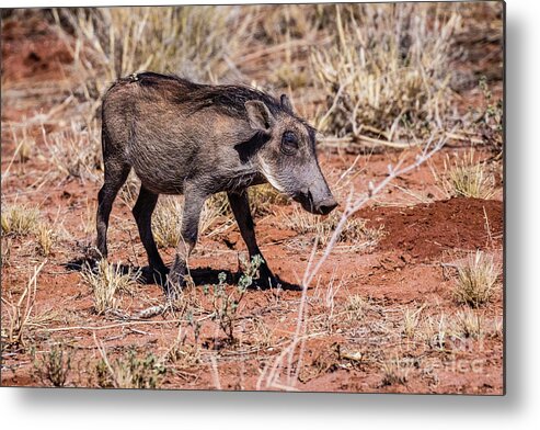 Warthog Metal Print featuring the photograph Warthog, Namibia by Lyl Dil Creations