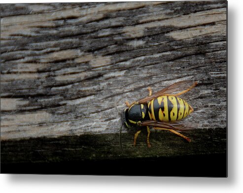 Abdomen Metal Print featuring the photograph Wasp on wood by Scott Lyons