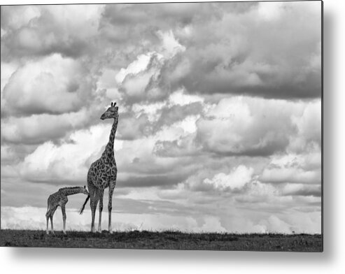 Giraffe Metal Print featuring the photograph Watching For Lions by Peter Hudson
