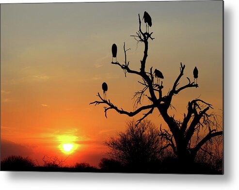  Metal Print featuring the photograph Watching the Sunset by Eric Pengelly