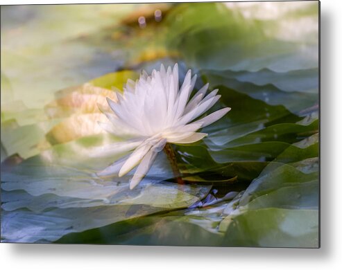 Water Lily Metal Print featuring the photograph Water Lily by Stan A. Malek