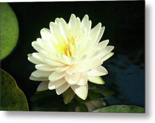Flower Metal Print featuring the photograph Water Lily by Steve Karol