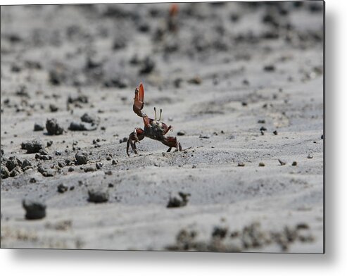 Waving Metal Print featuring the photograph Waving Crab Wants To Have Sex by Gergely Antal - Pgaalien@gmail.com