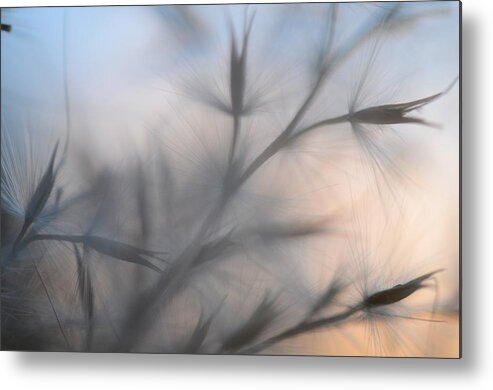 Weed Metal Print featuring the photograph Weed Abstract 3 by Marianna Mills