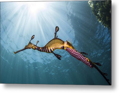Underwater Metal Print featuring the photograph Weedy Seadragon Profile by Richard Wylie