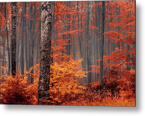 Mist Metal Print featuring the photograph Welcome To Orange Forest by Evgeni Dinev