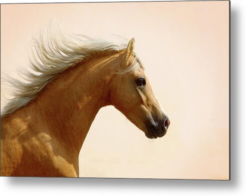Horse Metal Print featuring the photograph Welsh Pony by Photographs By Maria Itina