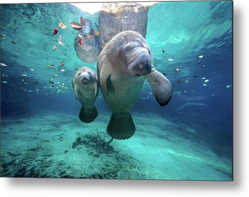 Underwater Metal Print featuring the photograph West Indian Manatees by James R.d. Scott