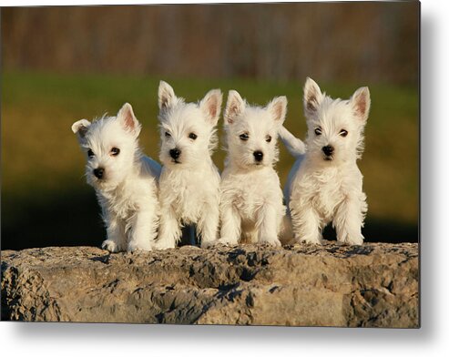 Pets Metal Print featuring the photograph Westies On The Rock by Celso Mollo Photography