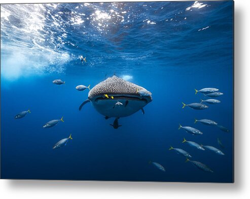 Shark Metal Print featuring the photograph Whale Shark Escorted By A School Of Bonito by Barathieu Gabriel