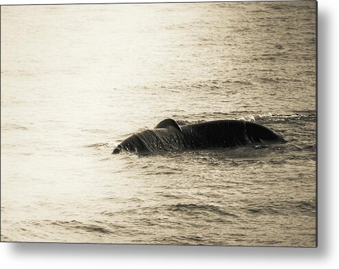  Metal Print featuring the photograph Whale Tail 1 by Rebekah Zivicki