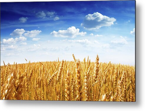 Scenics Metal Print featuring the photograph Wheat Field by Sankai