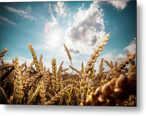 Outdoors Metal Print featuring the photograph Wheat In Field by Sah
