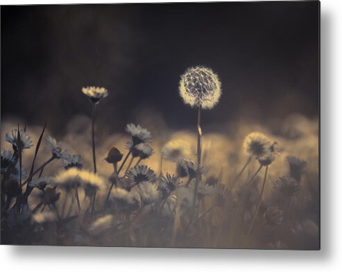 Dandelion Metal Print featuring the photograph When He Saw Her Emerging Out From This Crowd, He Immediatly Knew This Would Be The One by Fabien Bravin