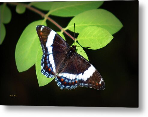 Butterfly Metal Print featuring the photograph White Admiral Butterfly by Christina Rollo