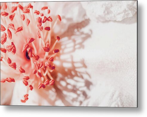 White And Coral Camellia 02 Metal Print featuring the photograph White And Coral Camellia 02 by Eva Bane
