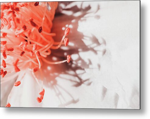 White And Coral Camellia 04 Metal Print featuring the photograph White And Coral Camellia 04 by Eva Bane