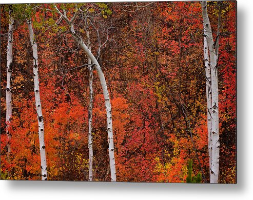 Aspen Metal Print featuring the photograph White Aspen Fall Colors by Ed Broberg