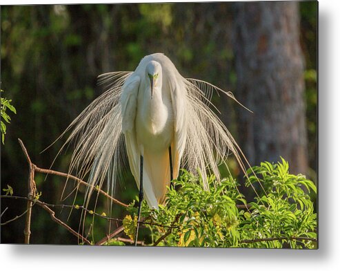 White Egret Metal Print featuring the photograph White Egret by Dorothy Cunningham