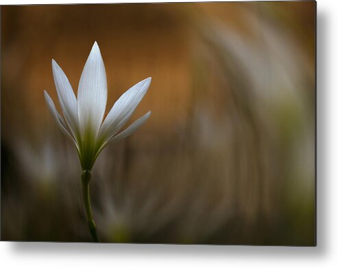 Flower Metal Print featuring the photograph White Flower by Widi Hardhanu