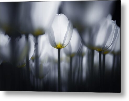 Tulip Metal Print featuring the photograph White In White by Takashi Suzuki