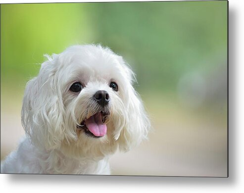 Pets Metal Print featuring the photograph White Maltese Dog Sticking Out Tongue by Boti