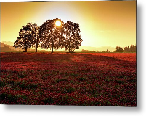 Scenics Metal Print featuring the photograph White Oak Trees With Field At Sunset by Jason Harris