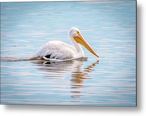 White Pelican Metal Print featuring the photograph White Pelican by David Wagenblatt