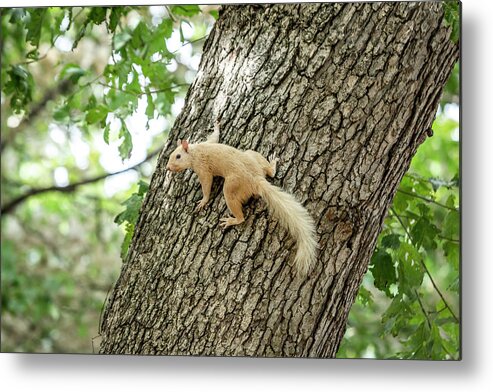 Squirrel Metal Print featuring the photograph White Squirrel by David Wagenblatt