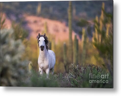 Stallion Metal Print featuring the photograph White Stallion by Shannon Hastings