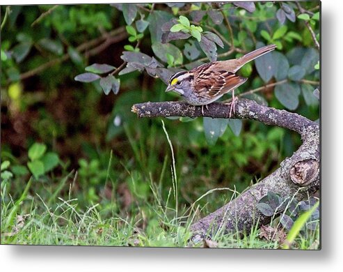 Wildlife Metal Print featuring the photograph White-throated Sparrow by John Benedict