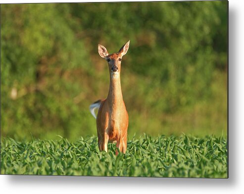 Alertness Metal Print featuring the photograph Whitetail Deer Doe Standing In A Summer by Banksphotos