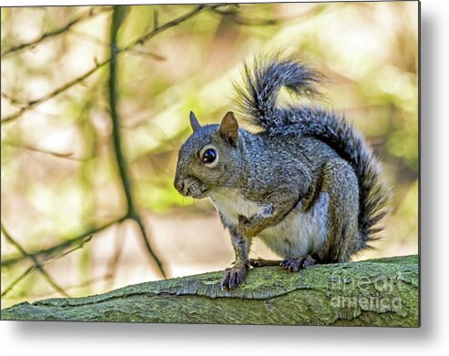 Squirrel Metal Print featuring the photograph Who, Me? by Kate Brown