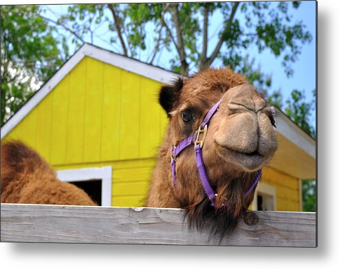 Camel Metal Print featuring the photograph Why Hello There by Luke Moore