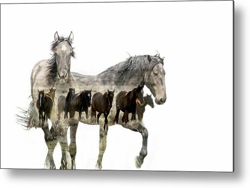 Wild Horses Metal Print featuring the photograph Wild and Free by Mary Hone