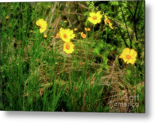 Wild Flowers Metal Print featuring the photograph Wild Flowers by Joan Bertucci