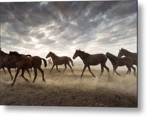 Horse Metal Print featuring the photograph Wild Horses by Dan Mirica