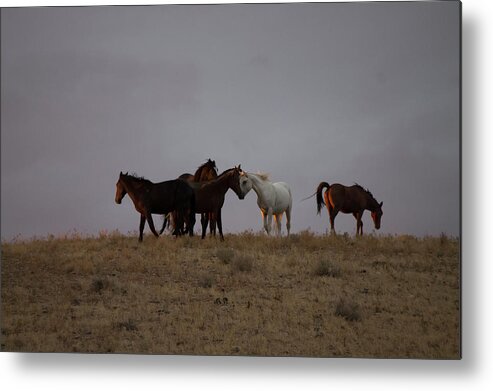 Wild Horse Metal Print featuring the photograph Wild Horses in Ute Country #2 by Jonathan Thompson