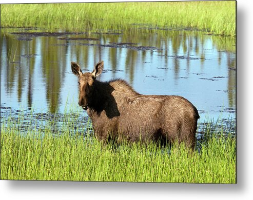 Grass Metal Print featuring the photograph Wild Moose Alces Alces In Pond Along by Mark Newman